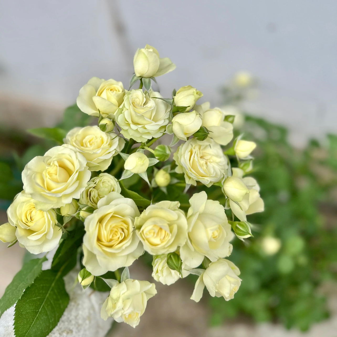 Pot or Ground? How to Choose the Right Way to Plant Your Rose