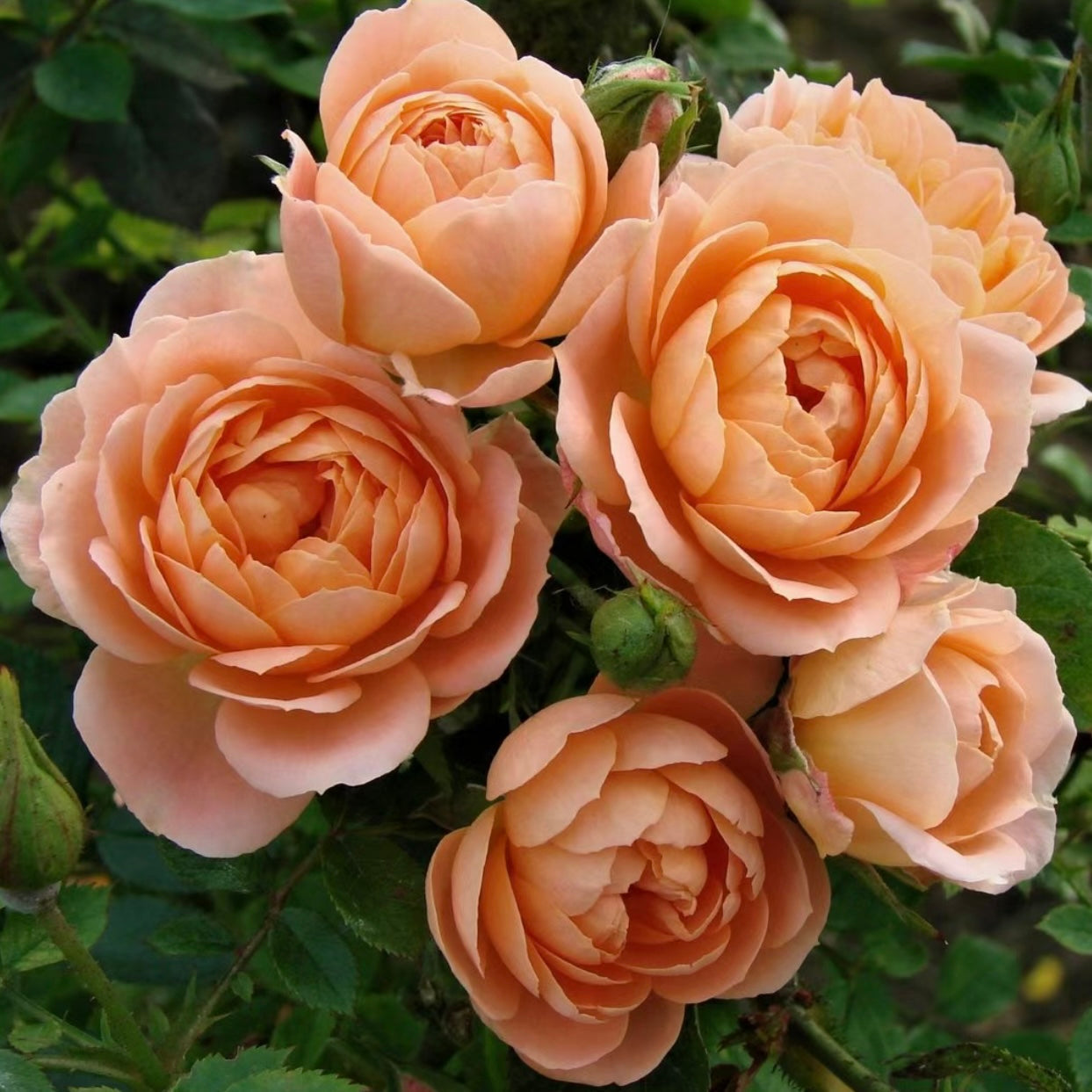 Autumn Roses — The Perfect Season to Plant Beauty That Lasts