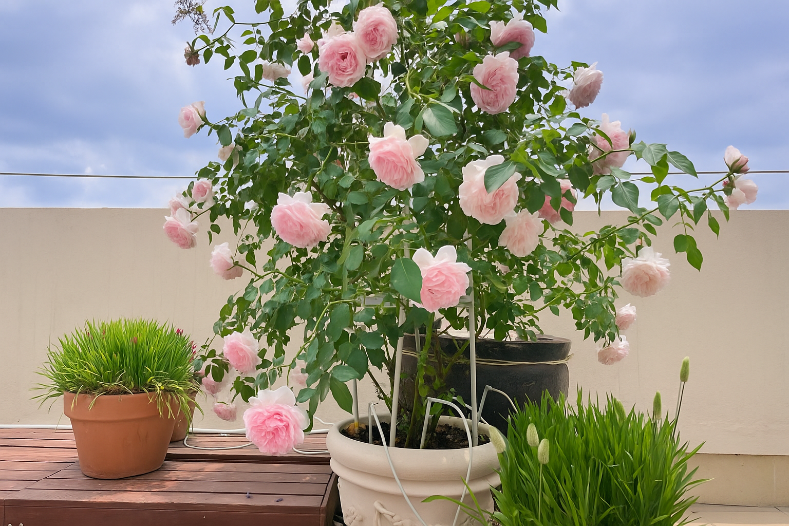 How to Care for Roses in Pots