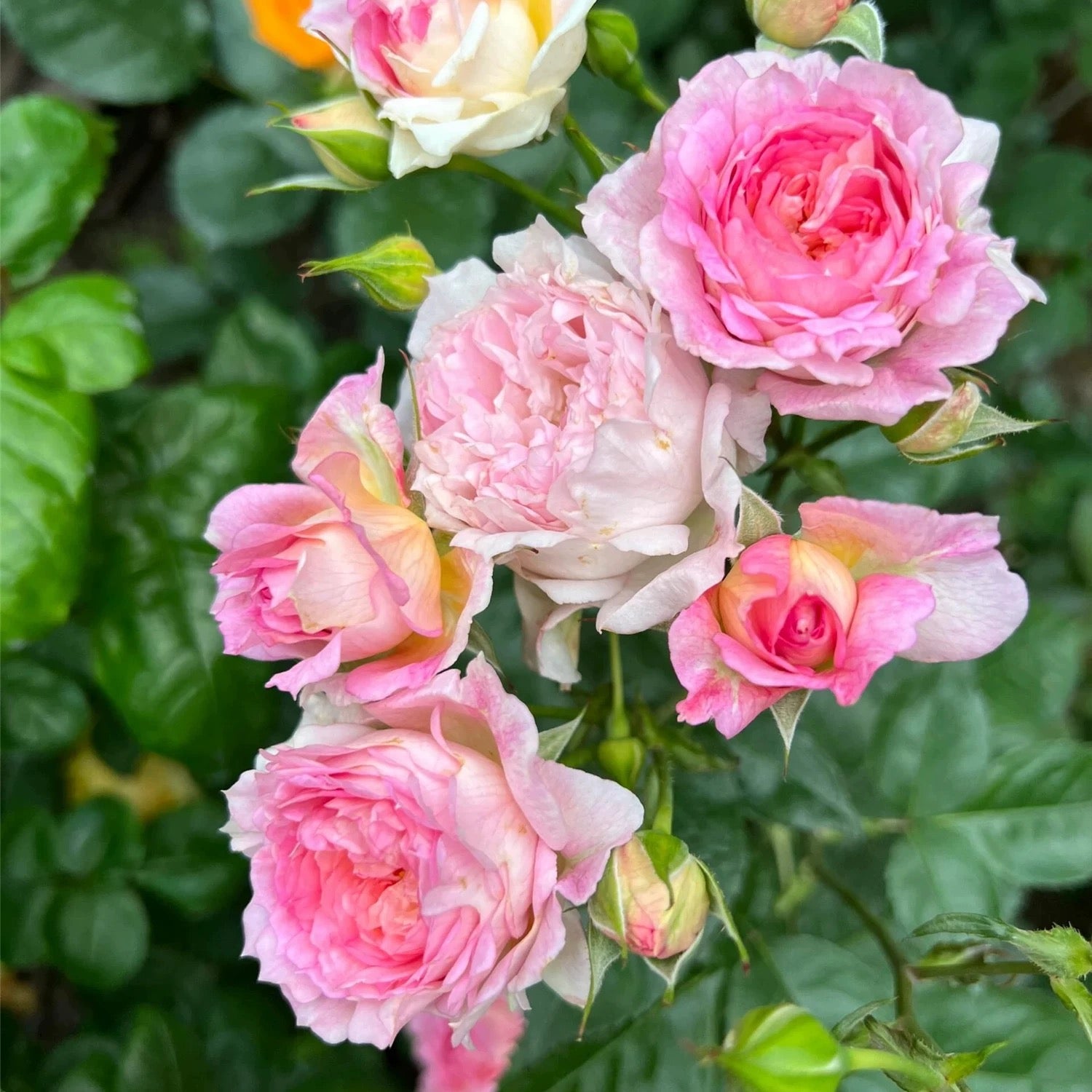 My Beauty Rose