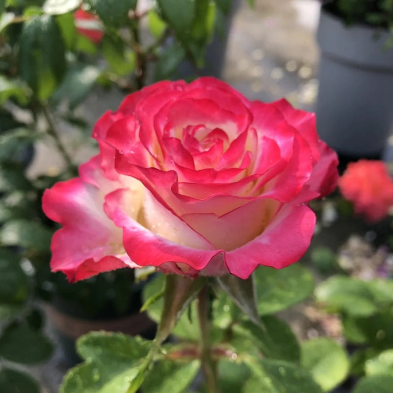 Hong Chun Rose