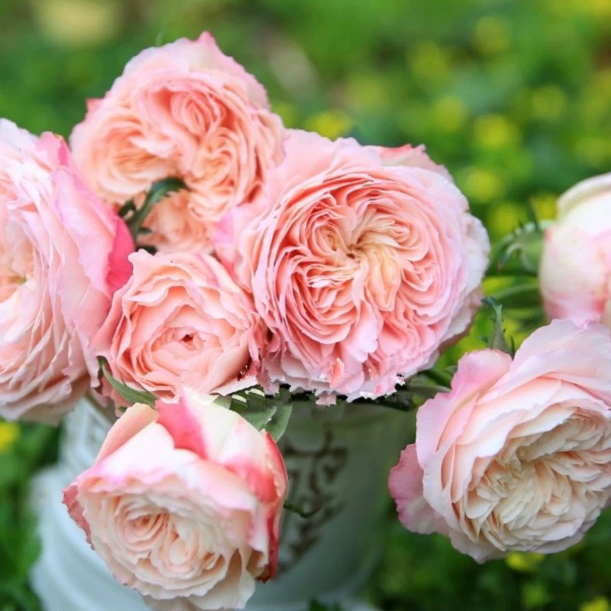 Tamaki Misora Rose - Kate Roses