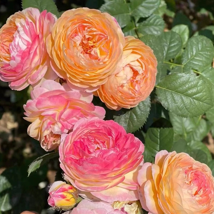 Rosomane Jason Rose