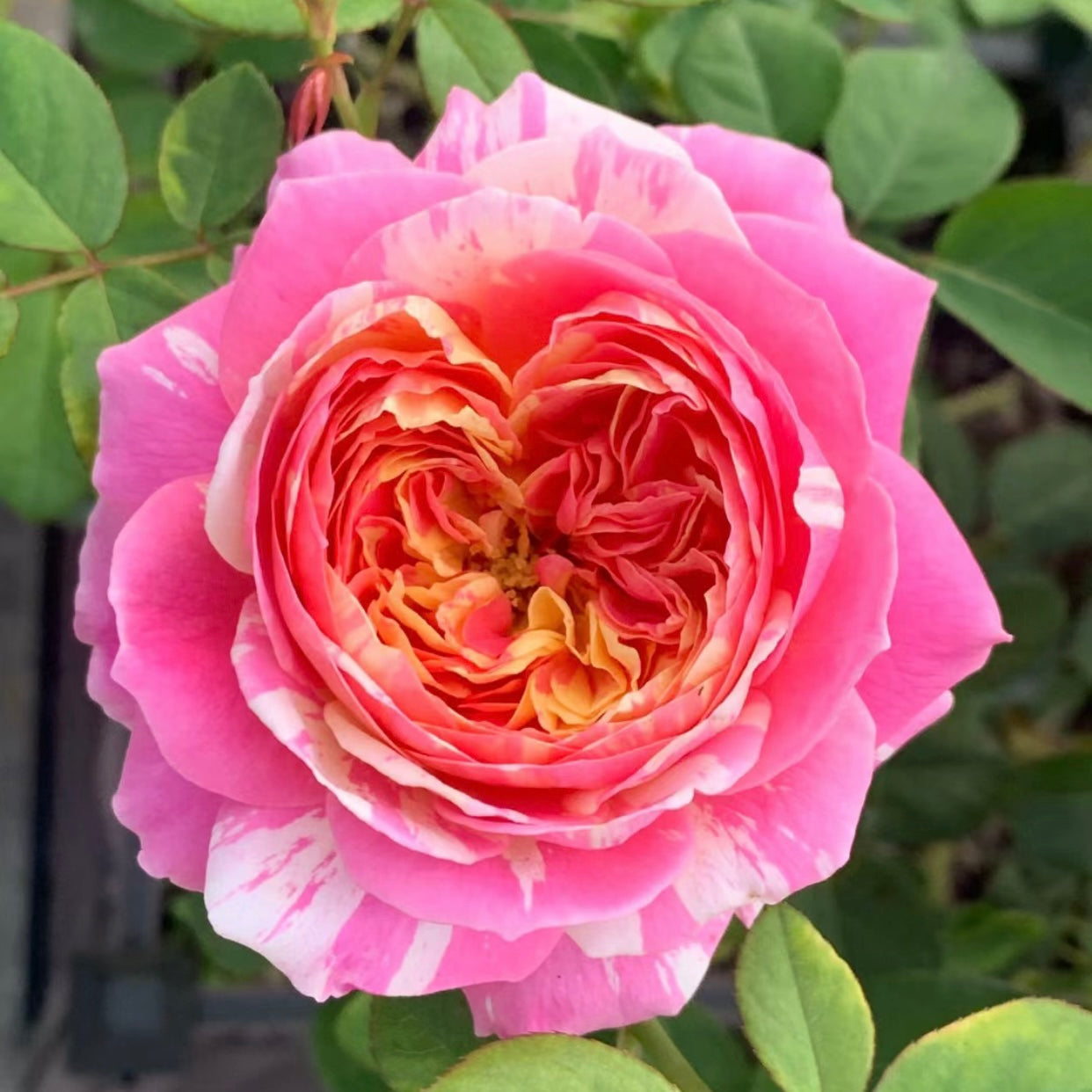 Monet Rose - Kate Roses