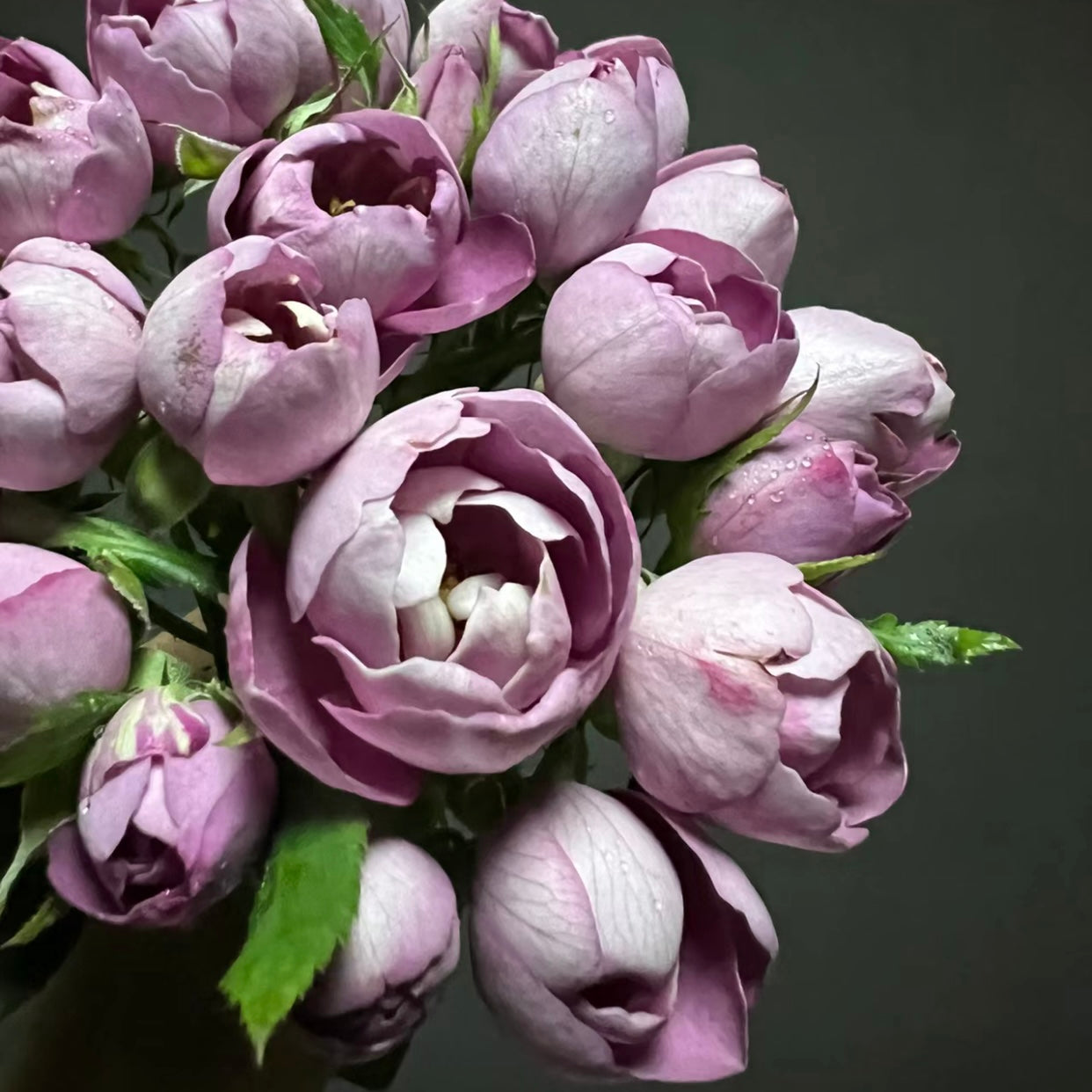 Boule de Parfum Rose - Kate Roses