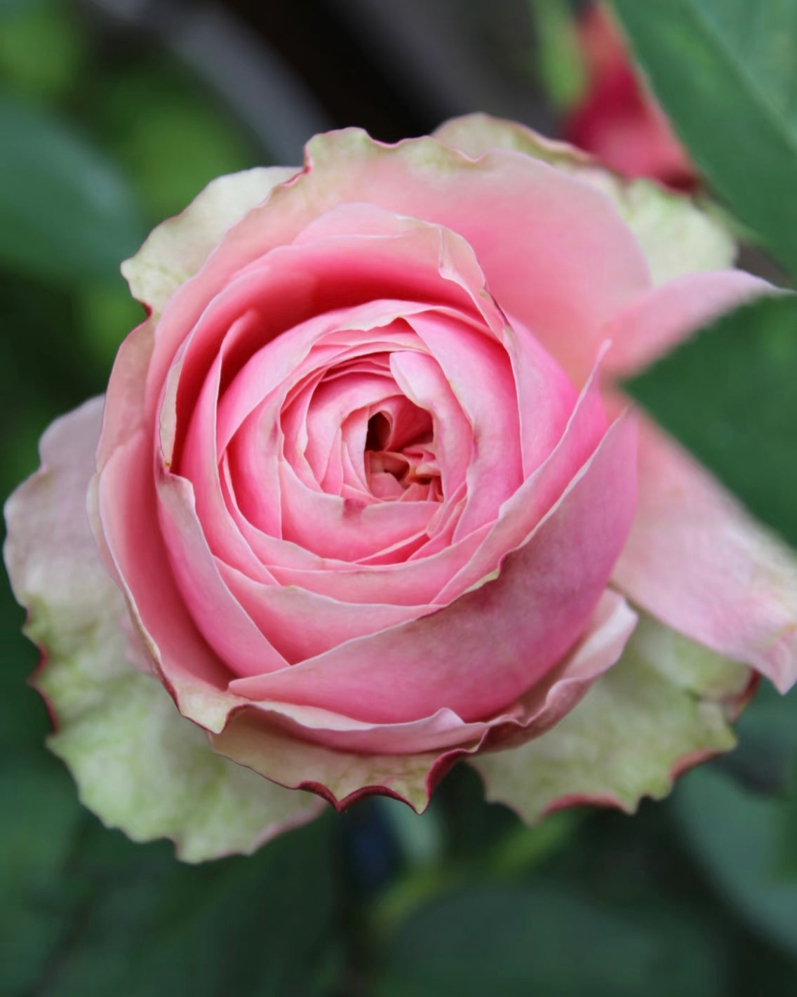Godfather Rose