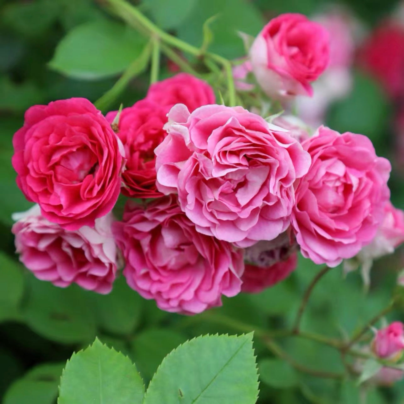 Yan Zhi Kou Rose