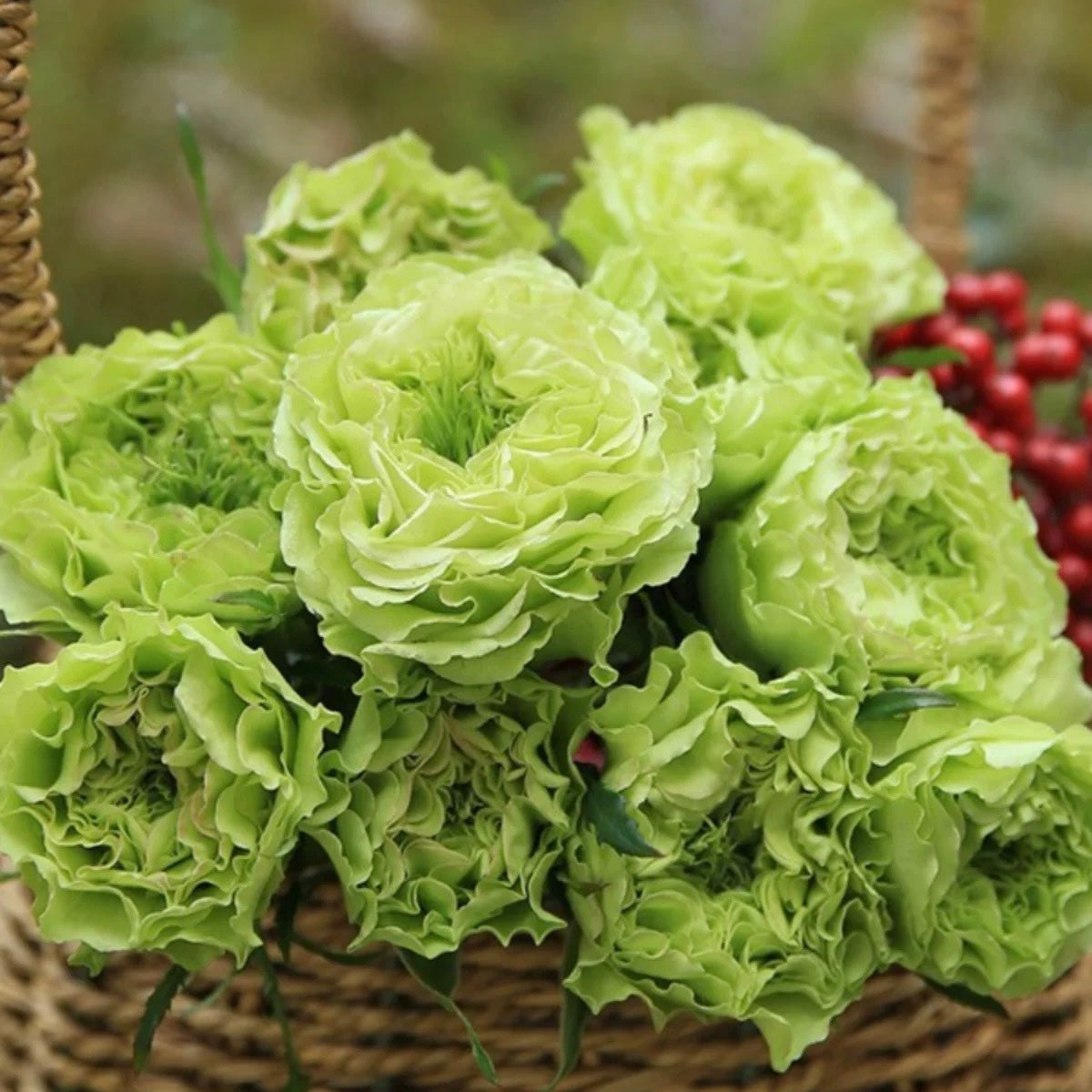 Super Green Rose - Kate Roses
