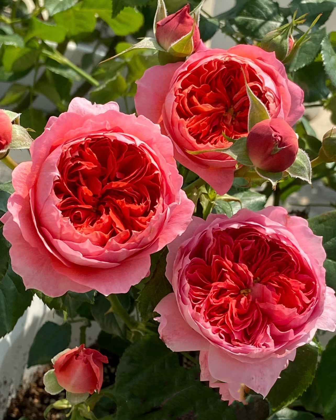 Zhu Sha Wan Rose