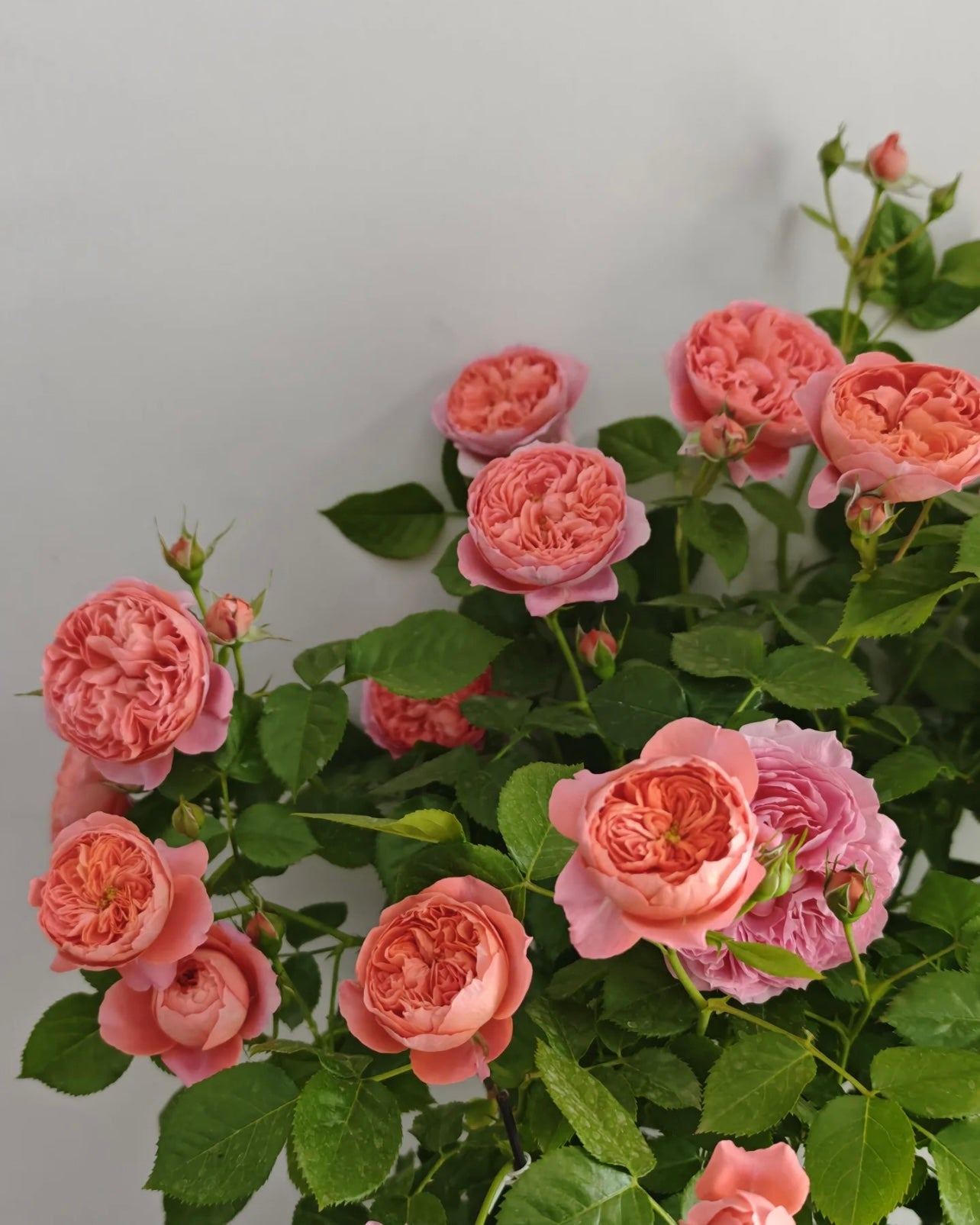 Zhu Sha Wan Rose