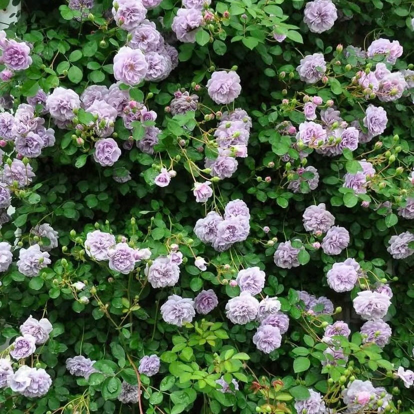 Rainy Blue Rose - Kate Roses
