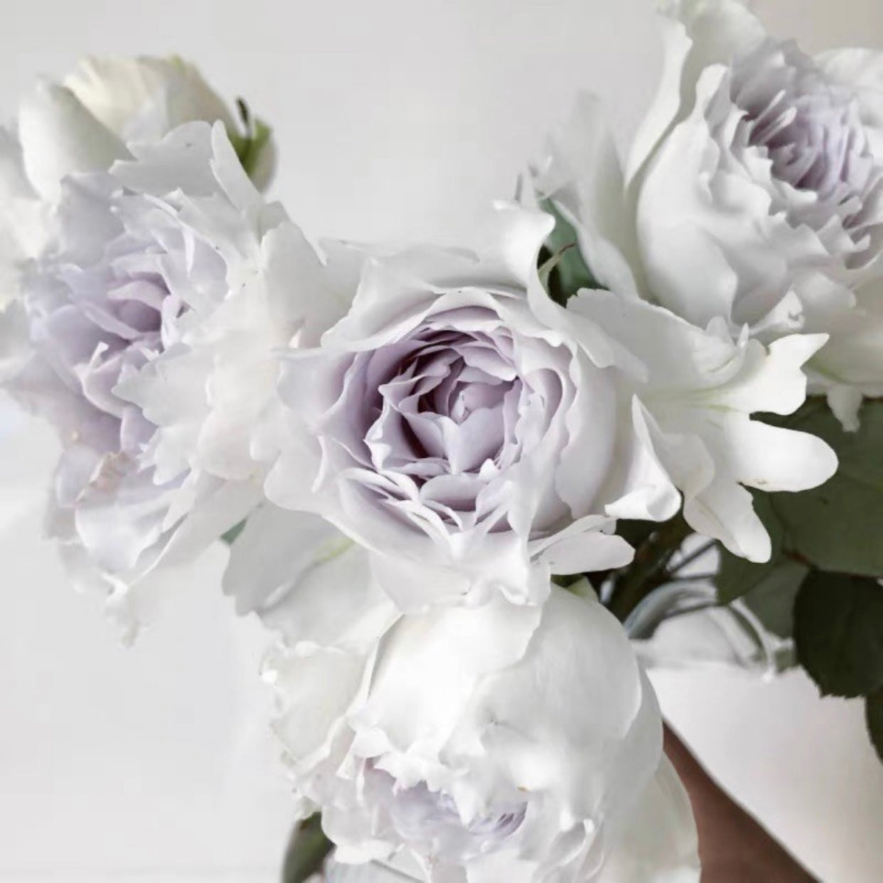 Gabriel Rose - Kate Roses