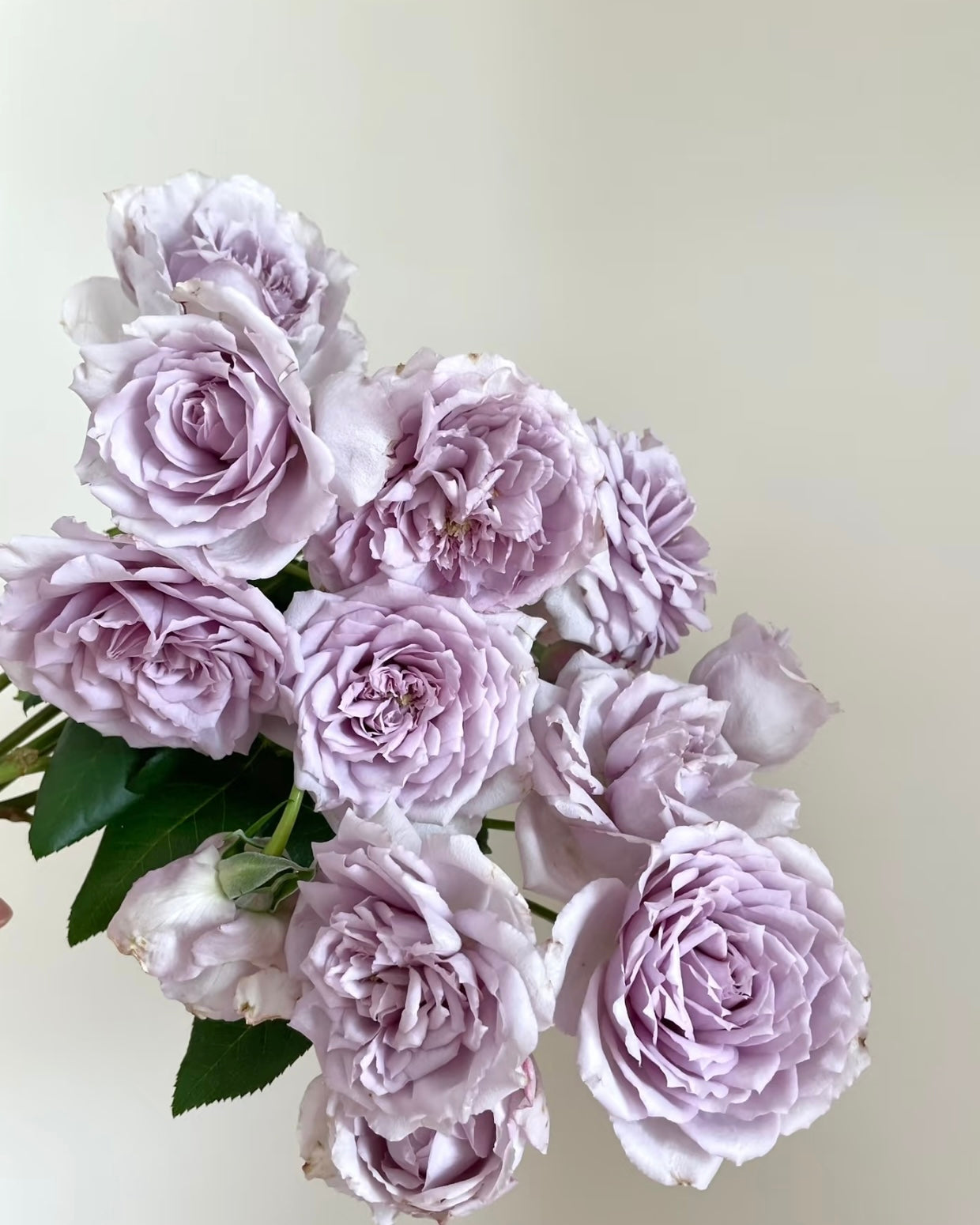 Antique Watch Rose