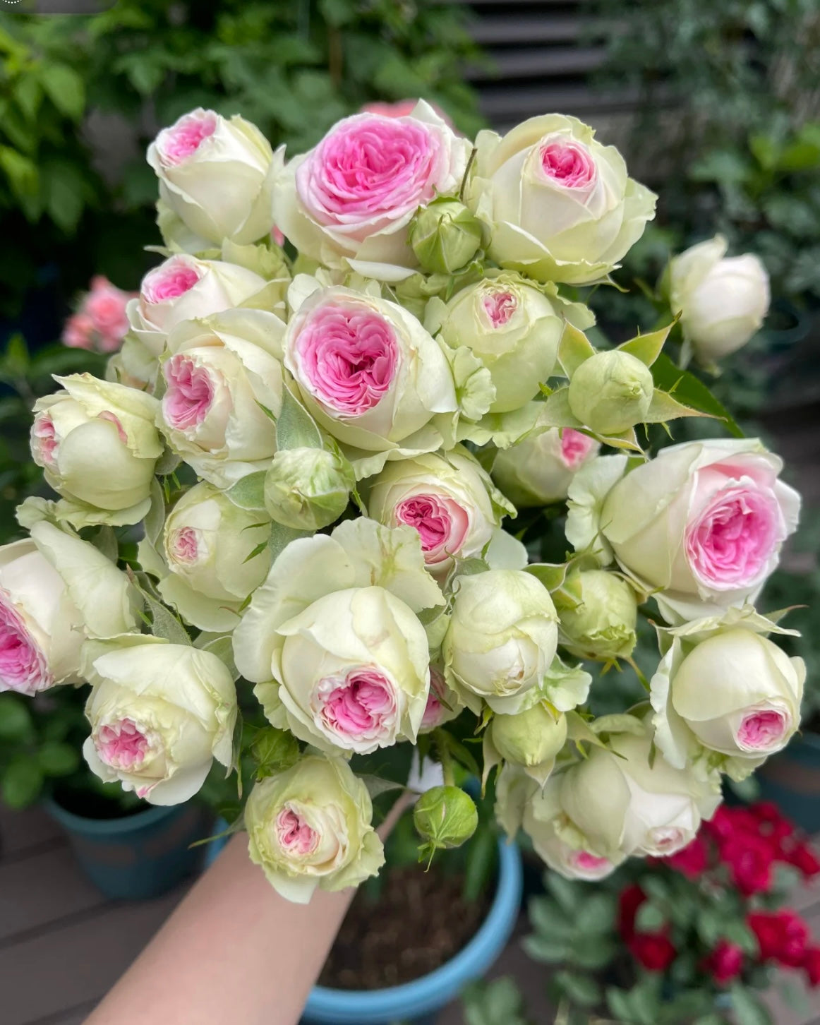 Ice Cream Rose