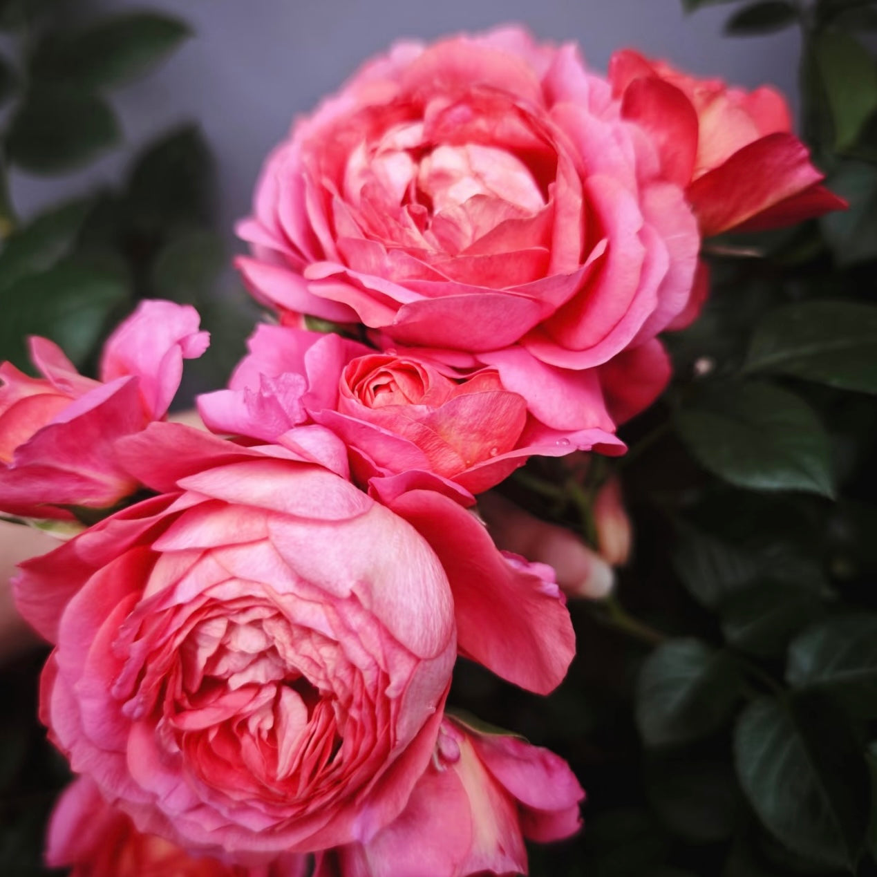 Juicy Beauty Rose
