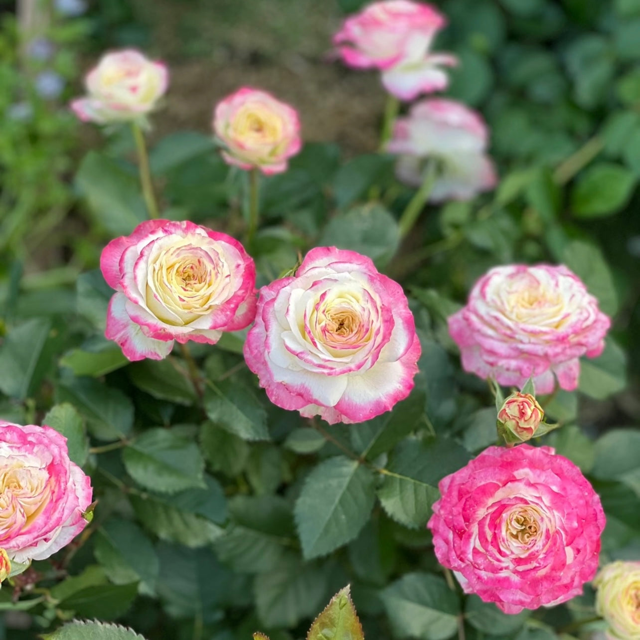 Chu Zhuang Rose