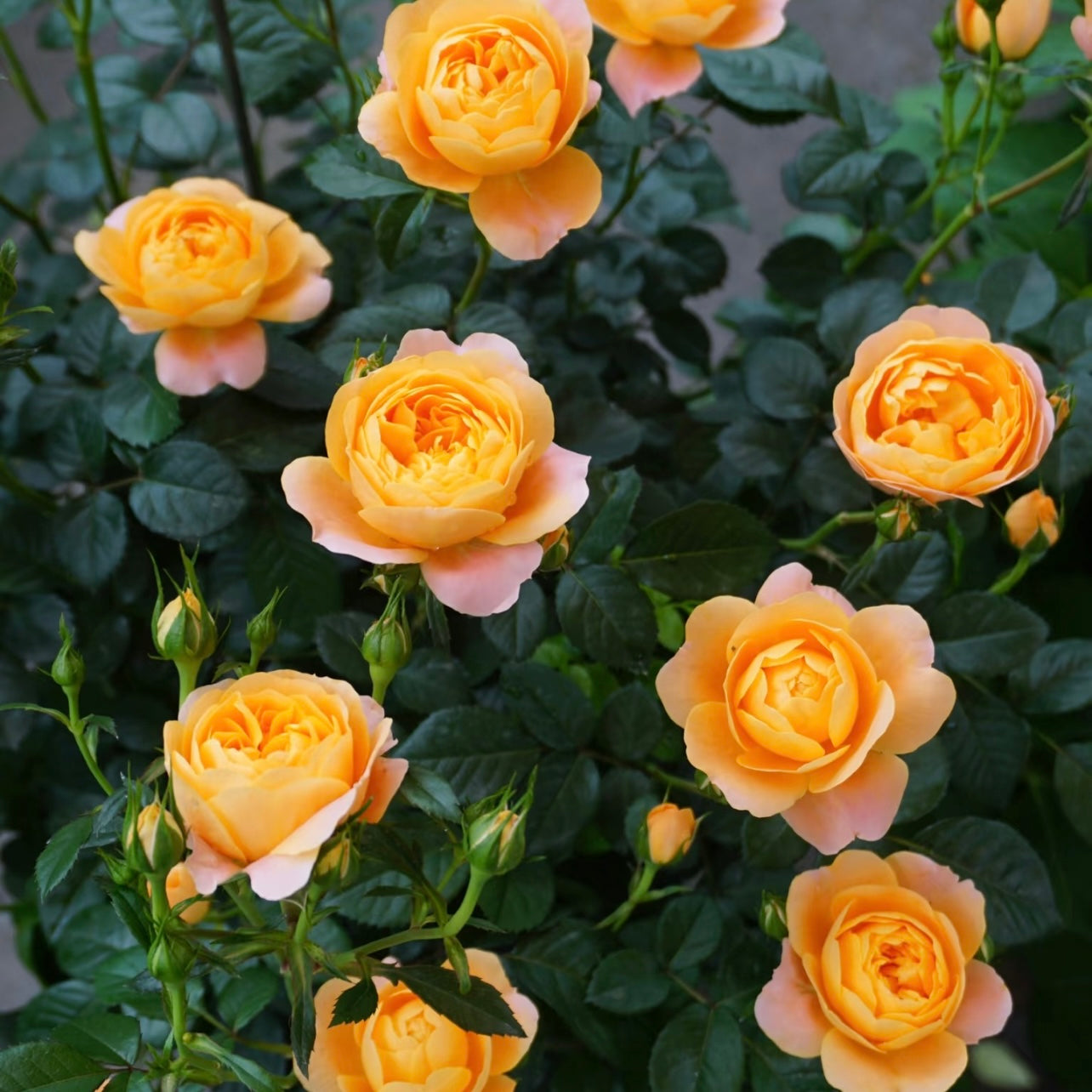 Juicy Terrazza Tree Rose