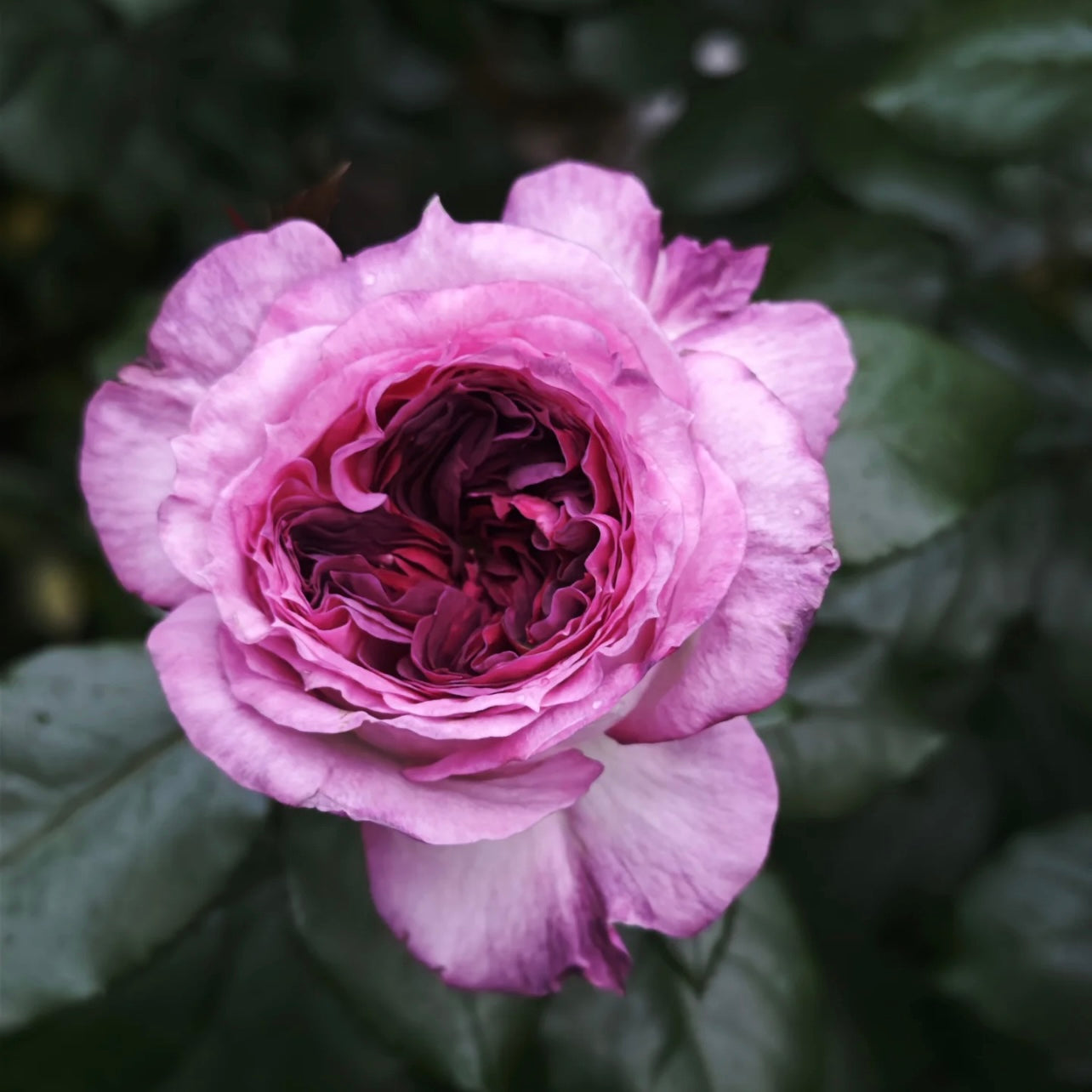 Thierry Marx Rose
