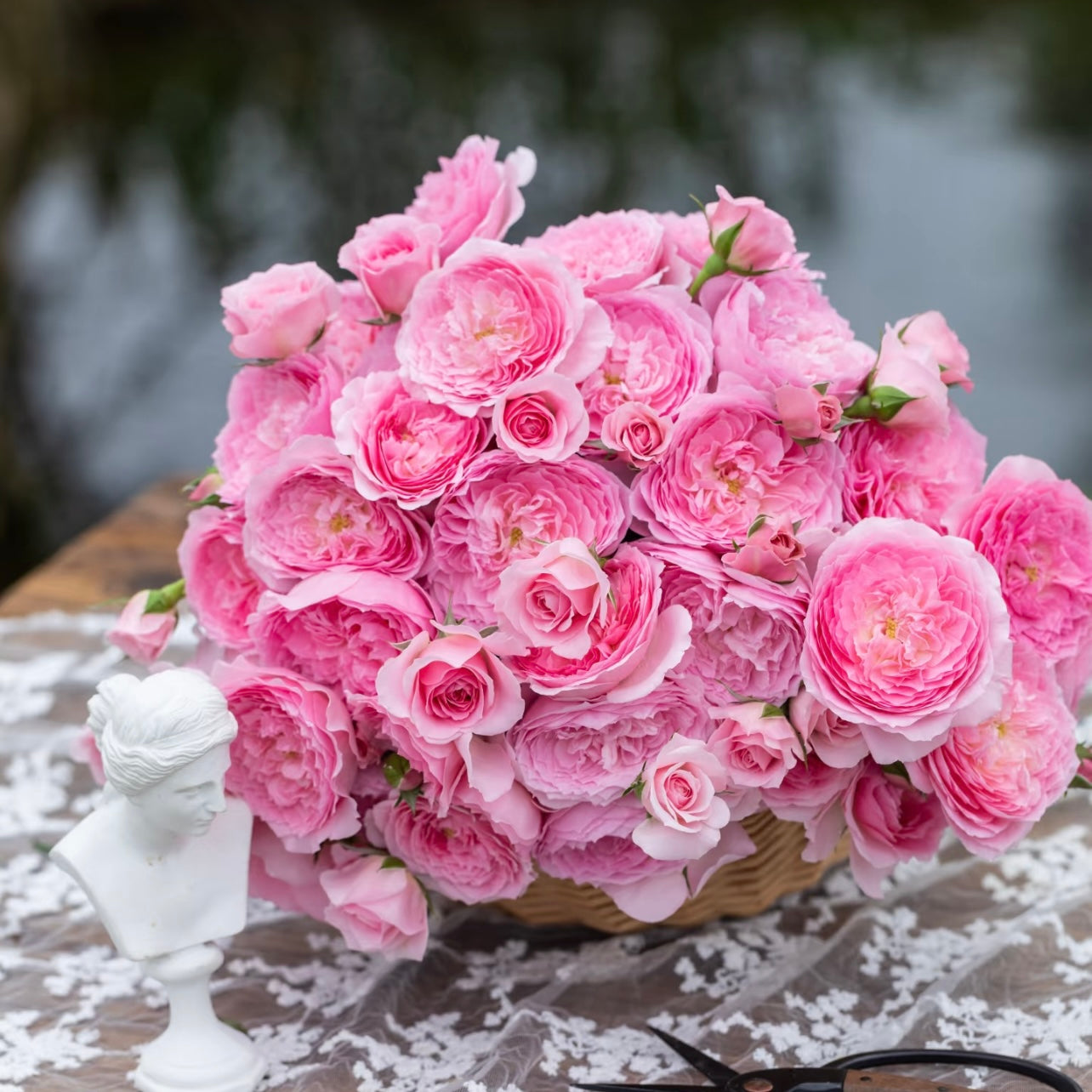 Zhi Shan Rose