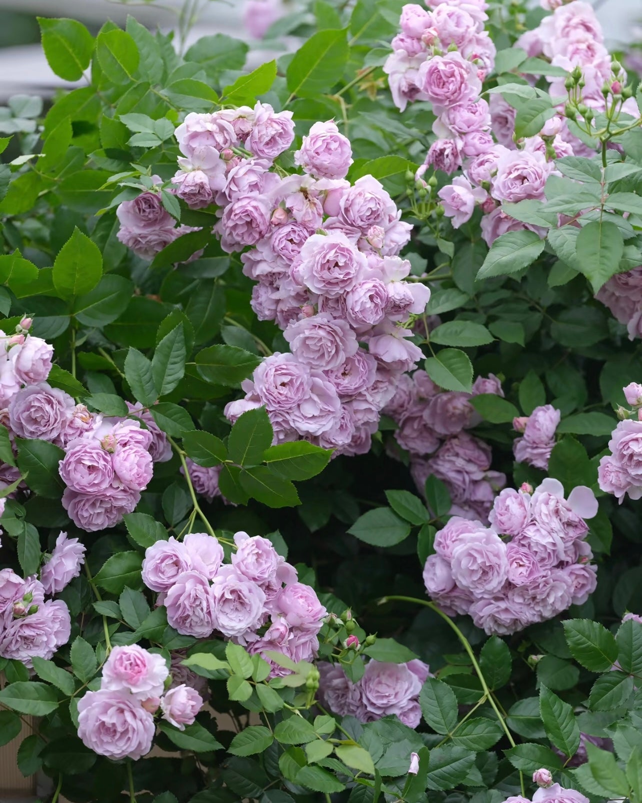 Lavender Bouquet Rose