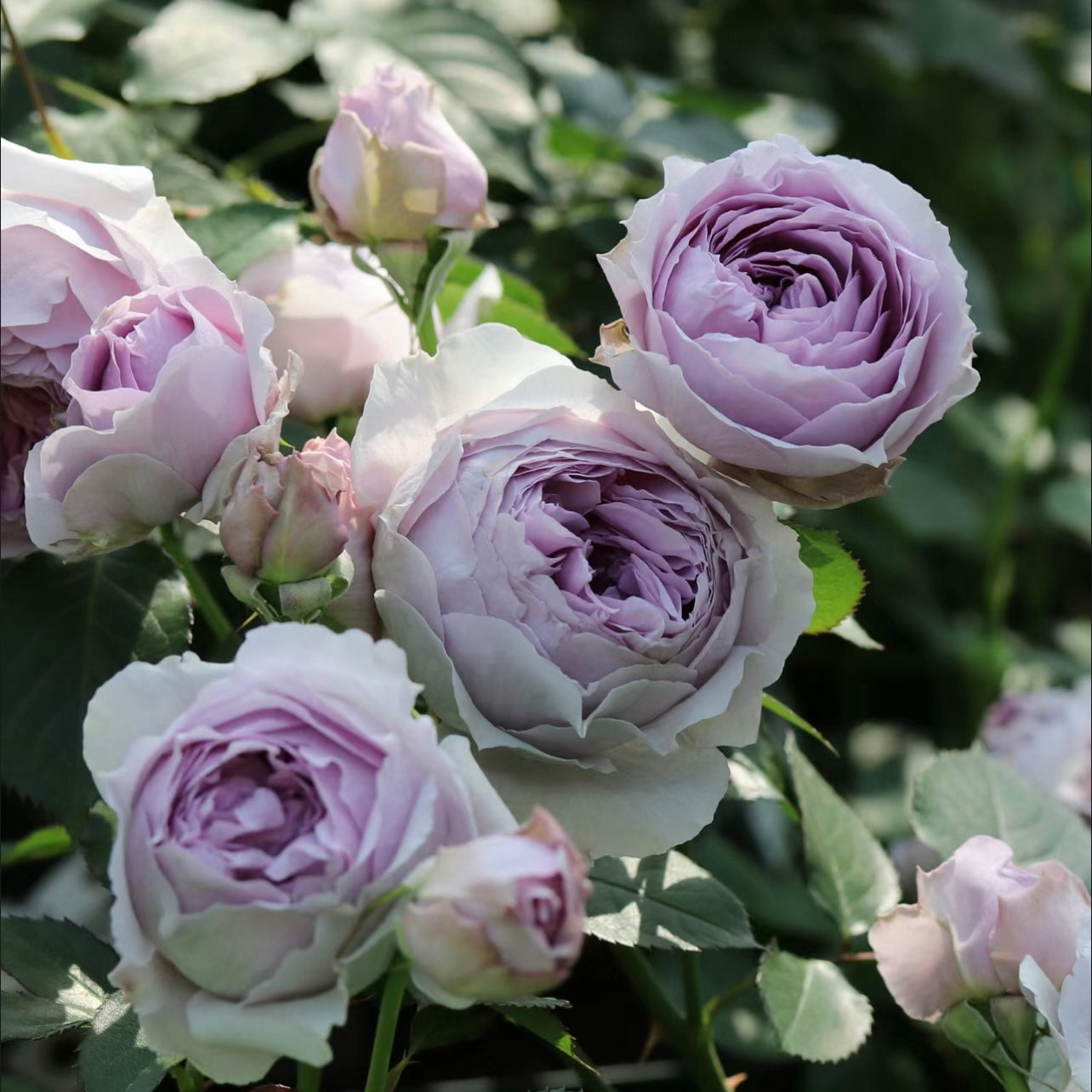 Lilas Rose - Kate Roses