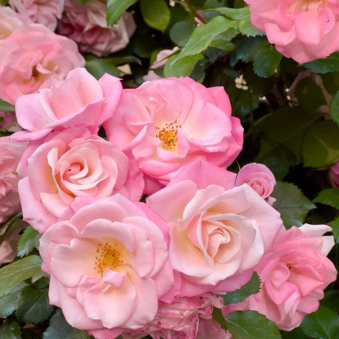 Sakuragasumi Rose
