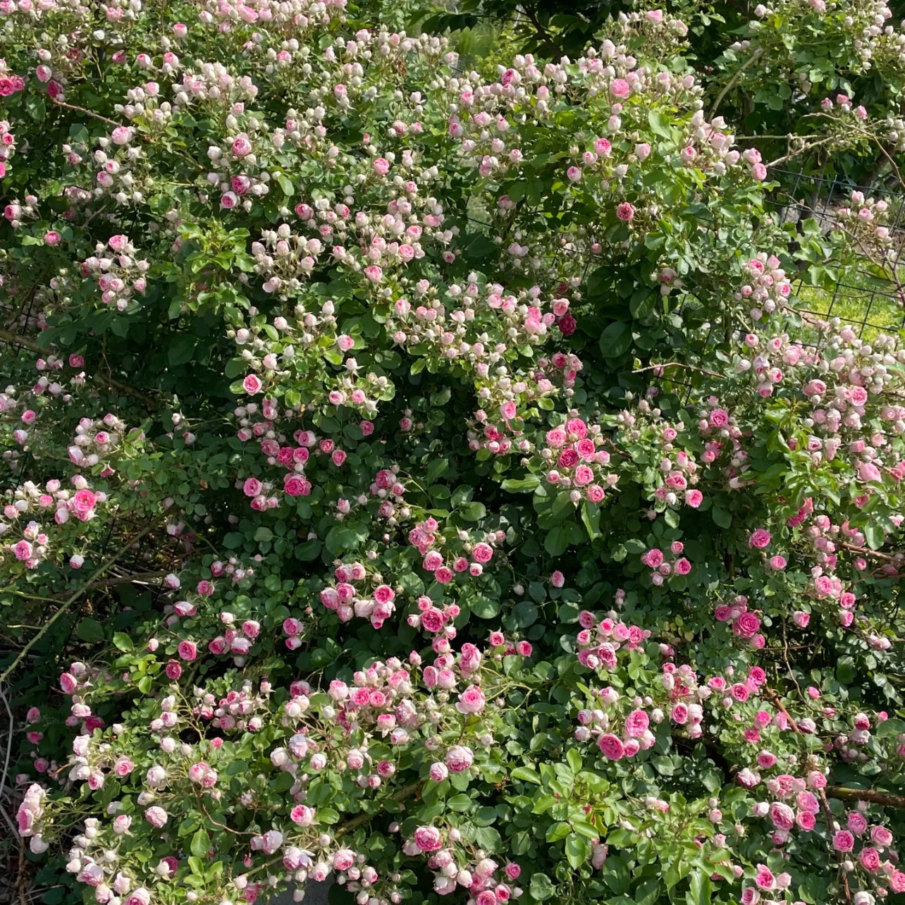 Yan Zhi Kou Rose