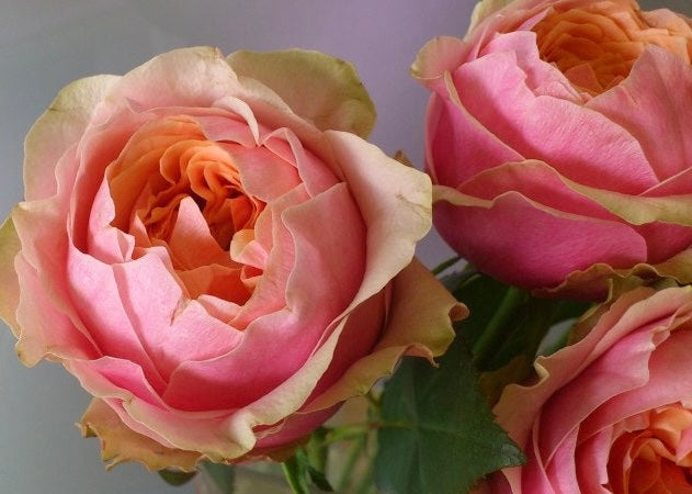 Godfather Rose