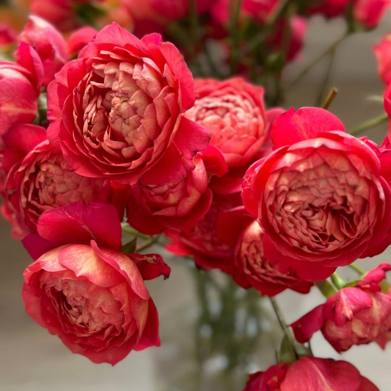 Juicy Beauty Rose