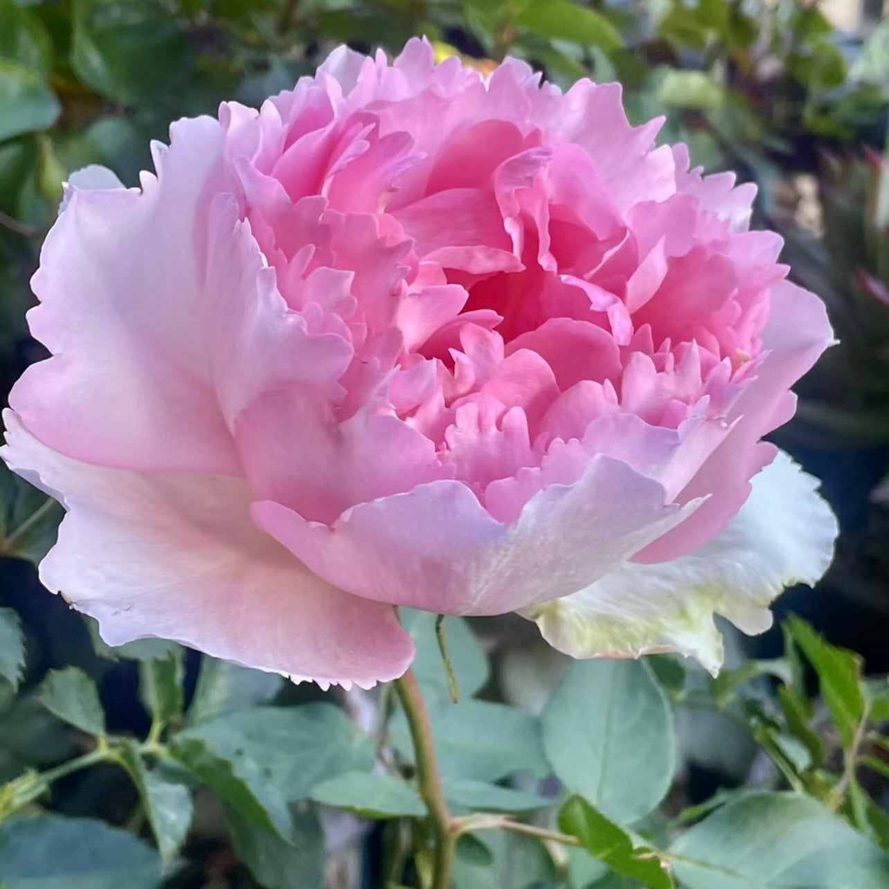 Yves Le Metropole Rose - Kate Roses