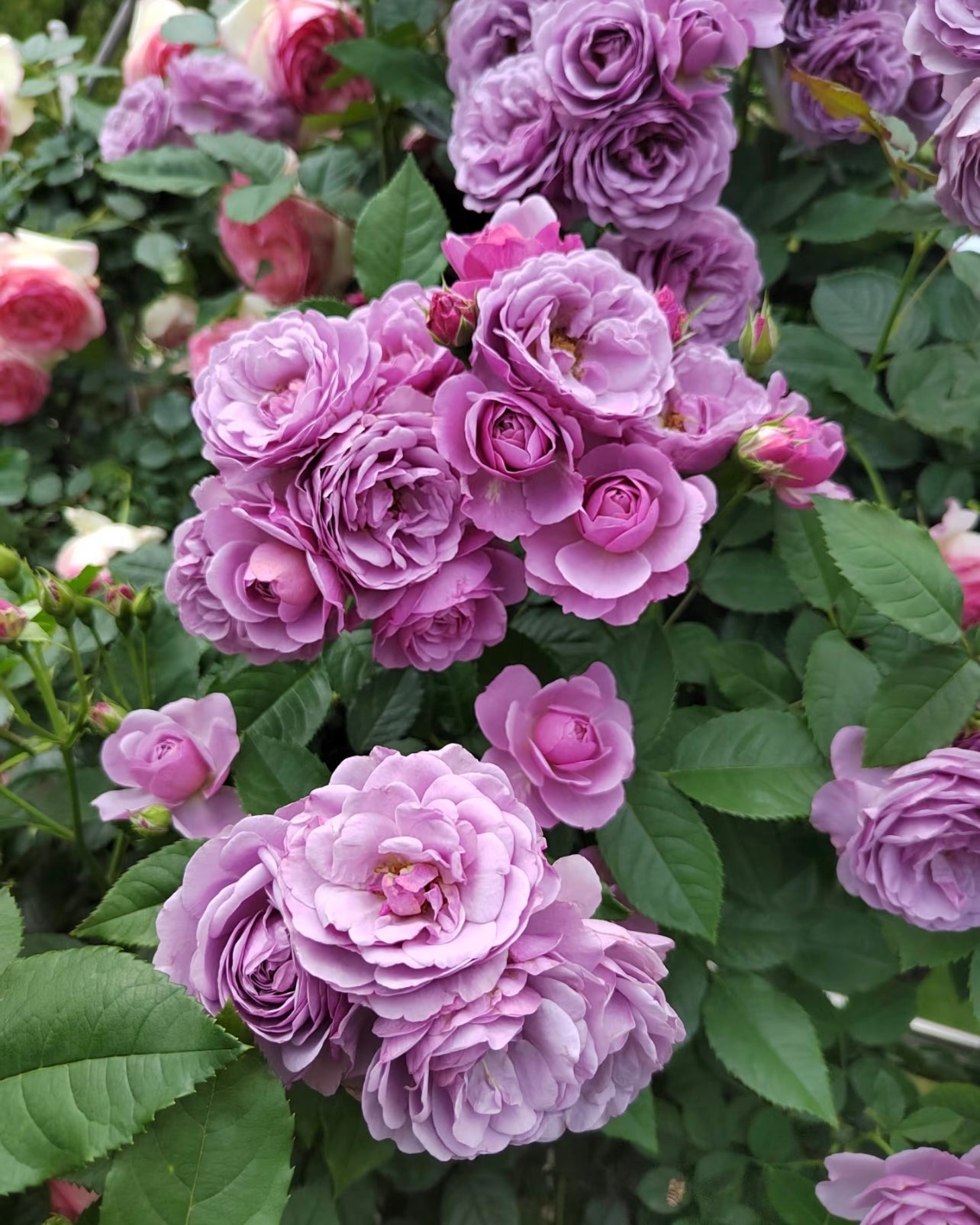 Lavender Bouquet Rose