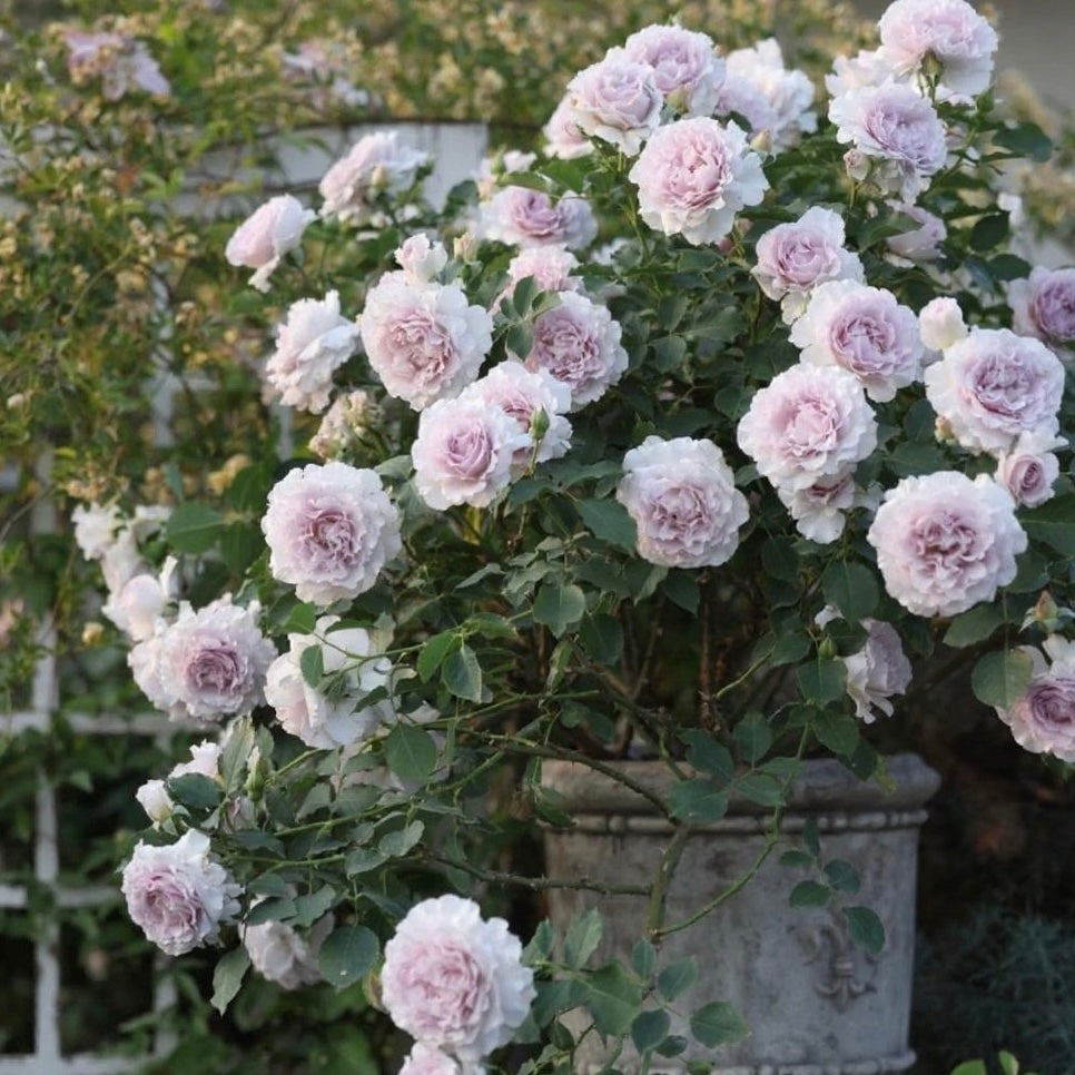 New Wave Rose