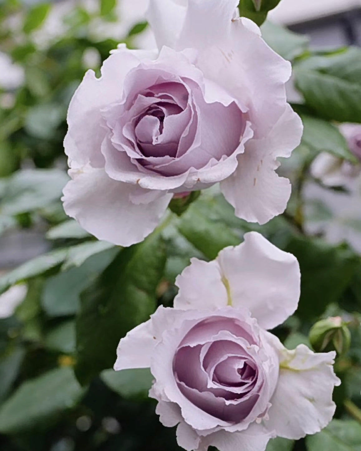 Antique Watch Rose