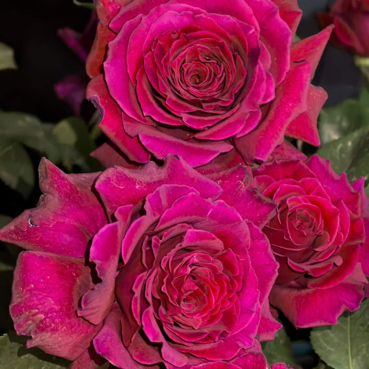 Colline Rouge Rose