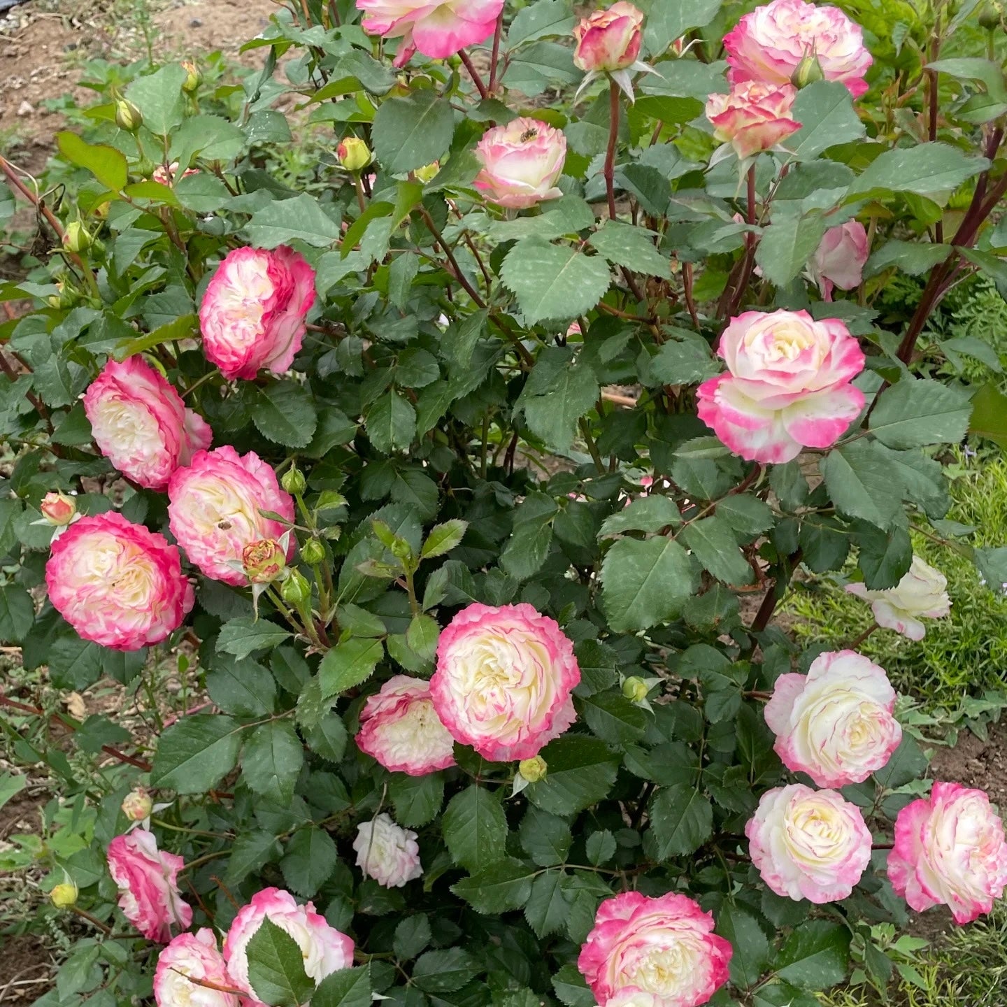 Chu Zhuang Rose
