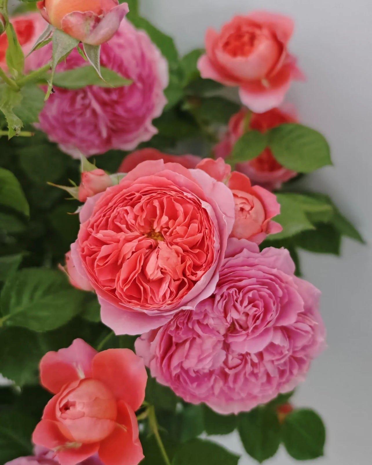 Zhu Sha Wan Rose