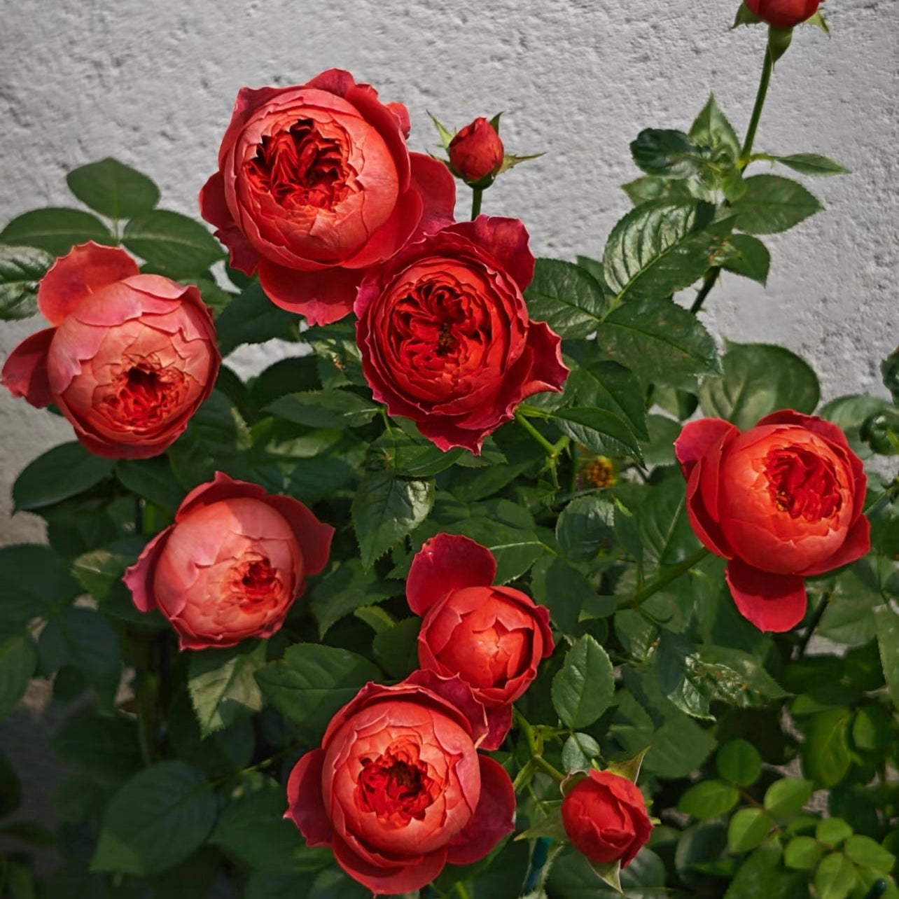 Zhu Sha Wan Rose