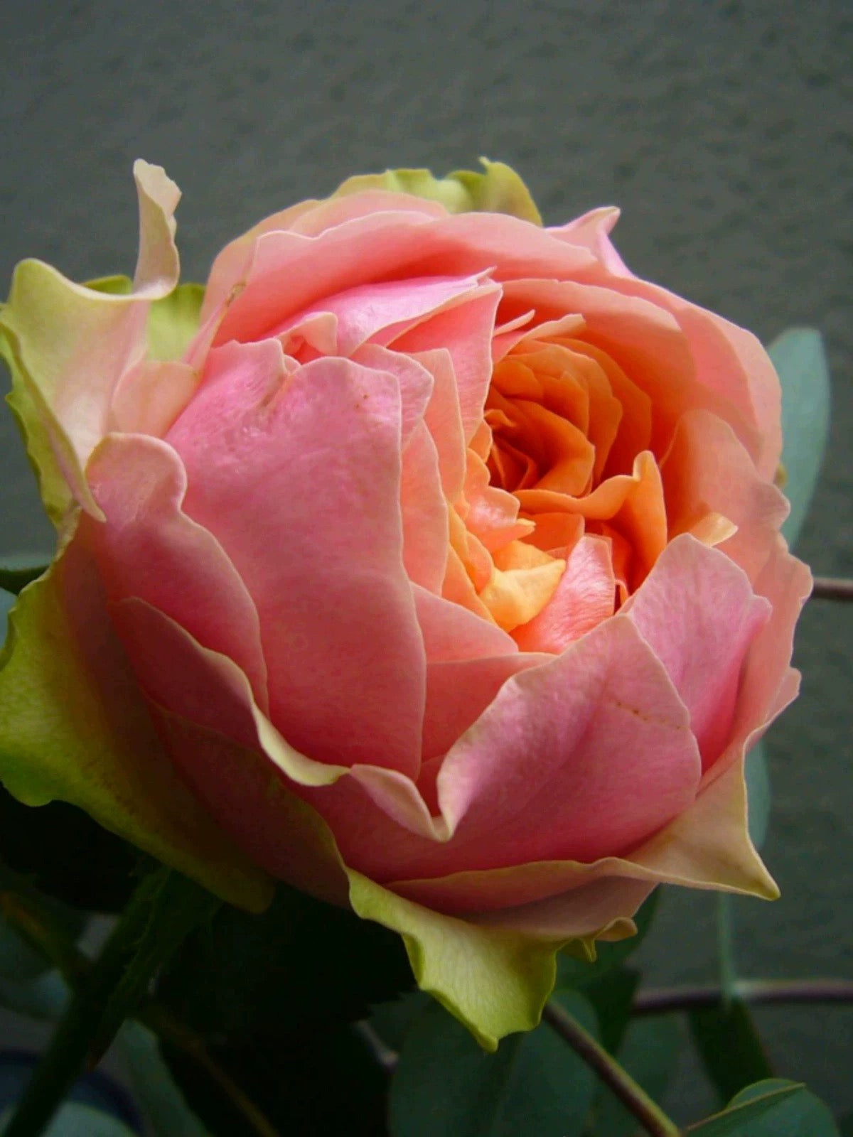 Godfather Rose