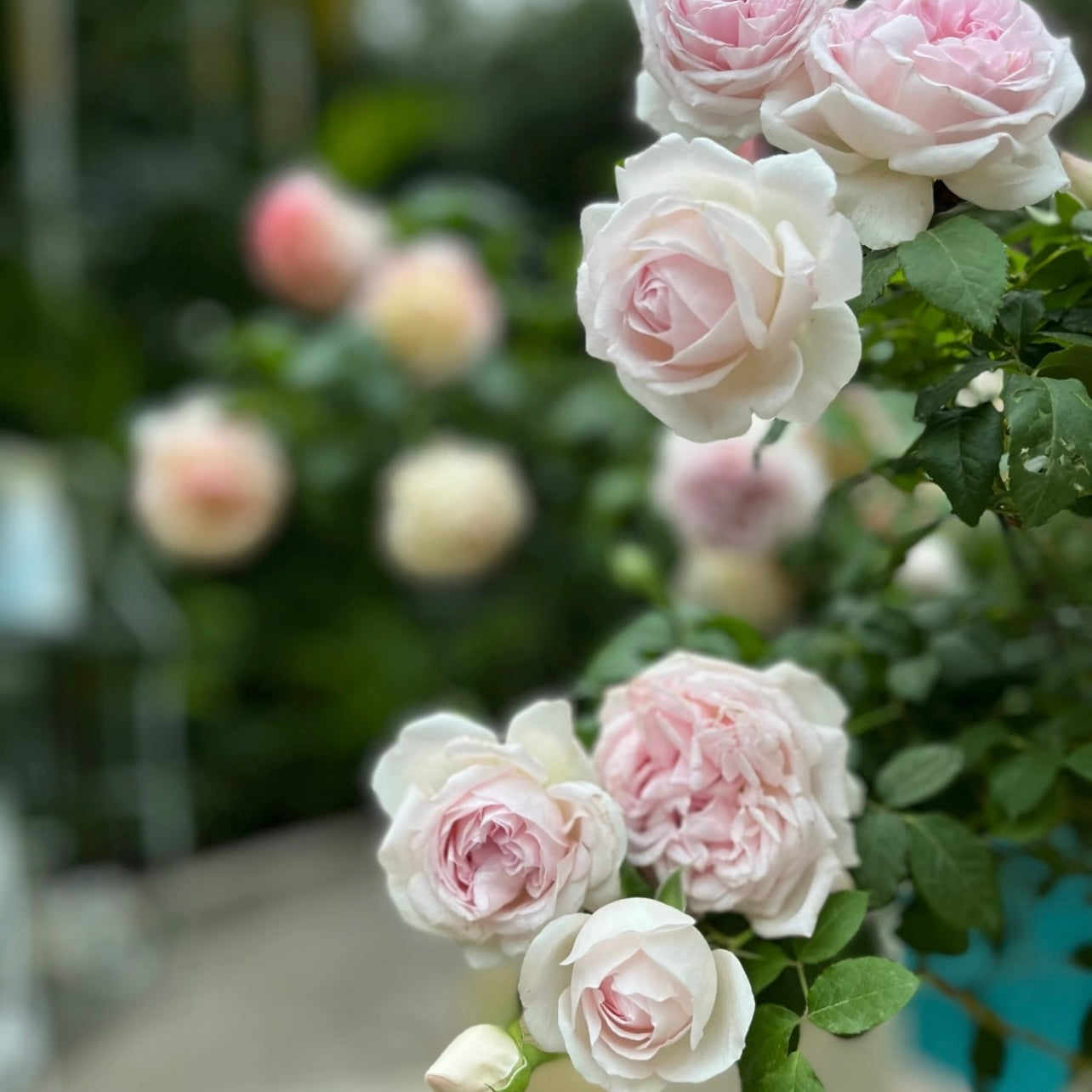 M-Wedding Box Rose