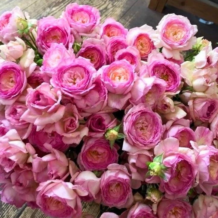 My Beauty Rose