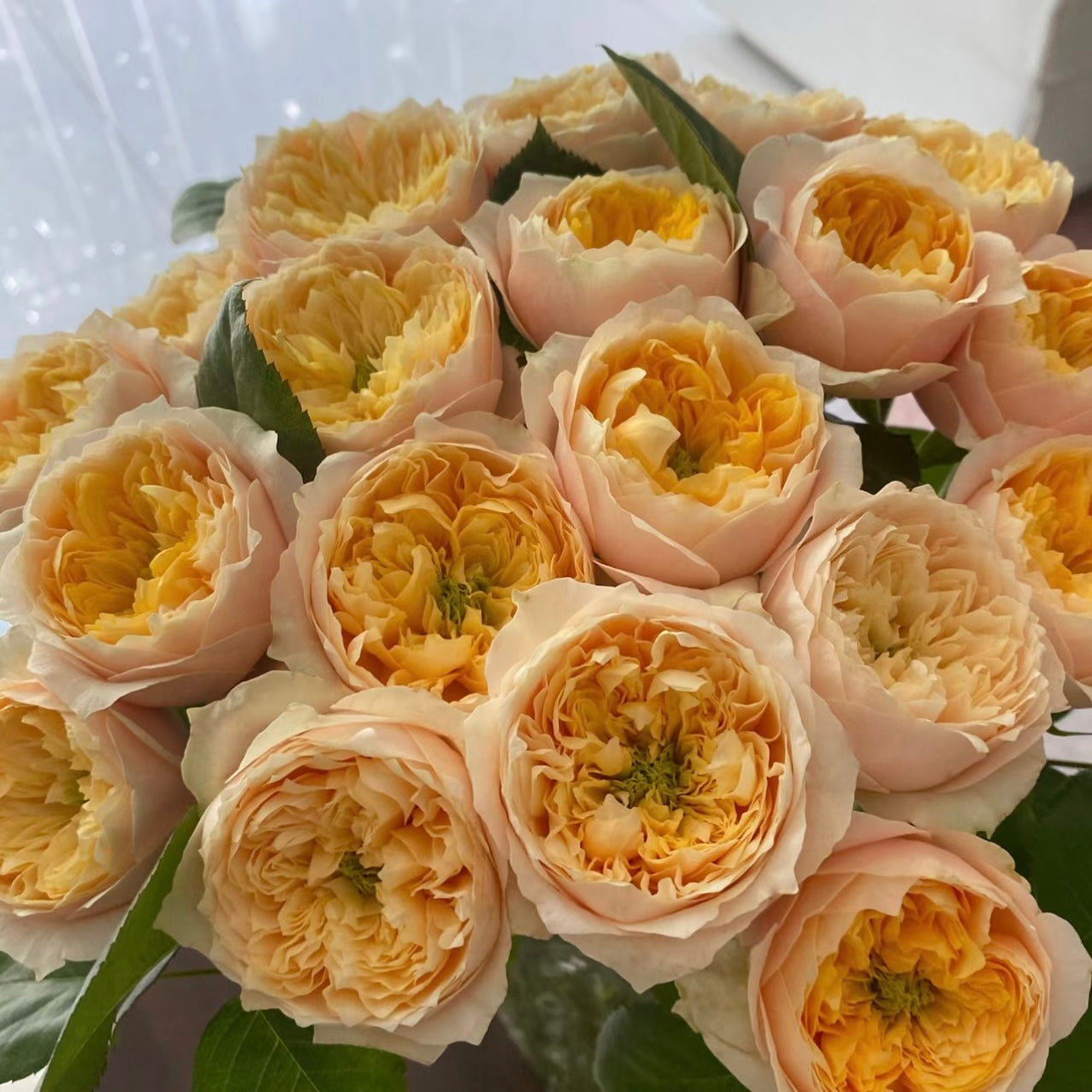 Golden Vuvuzela Rose