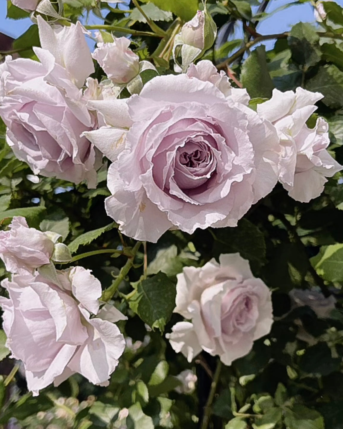 Antique Watch Rose