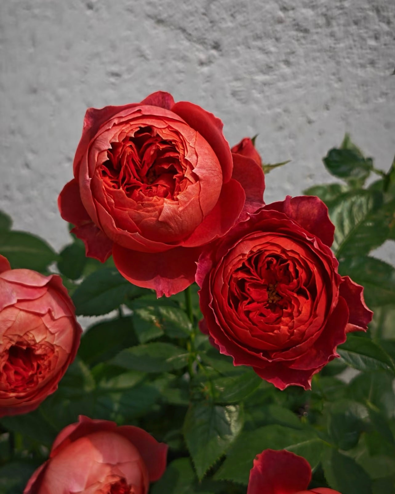 Zhu Sha Wan Rose