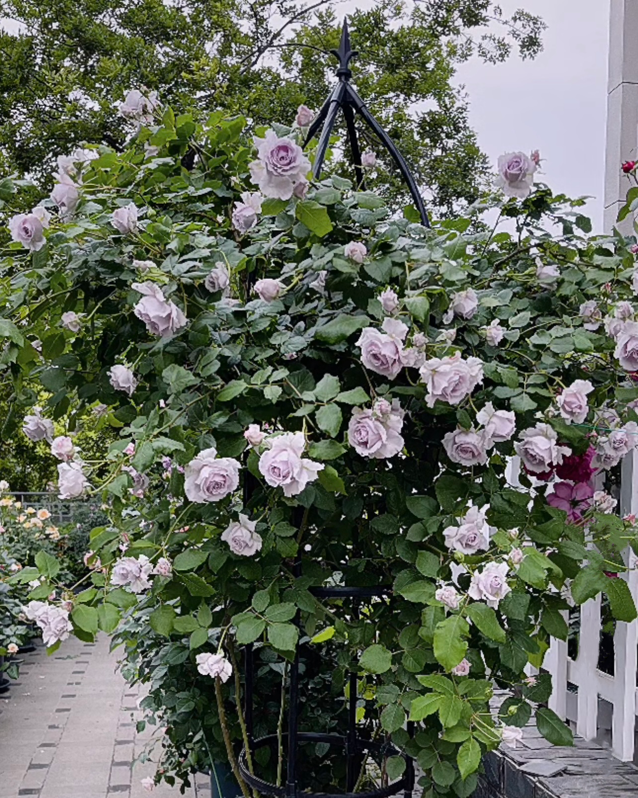 Antique Watch Rose