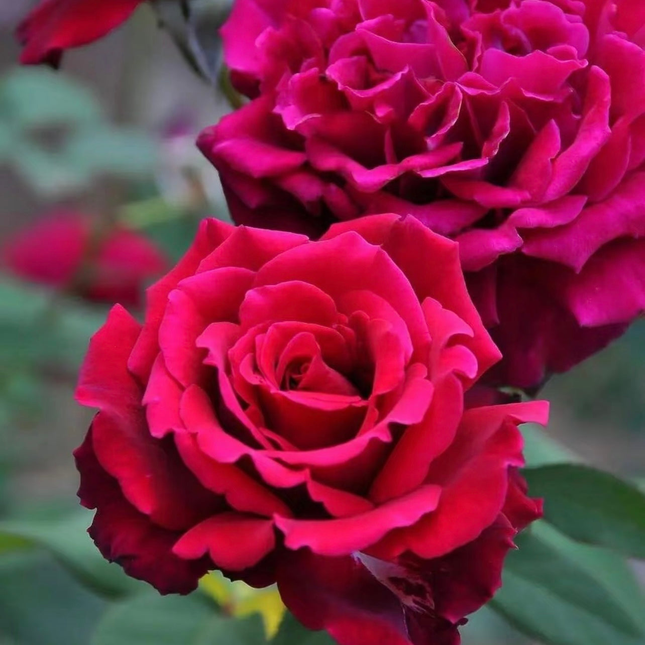 Colline Rouge Rose
