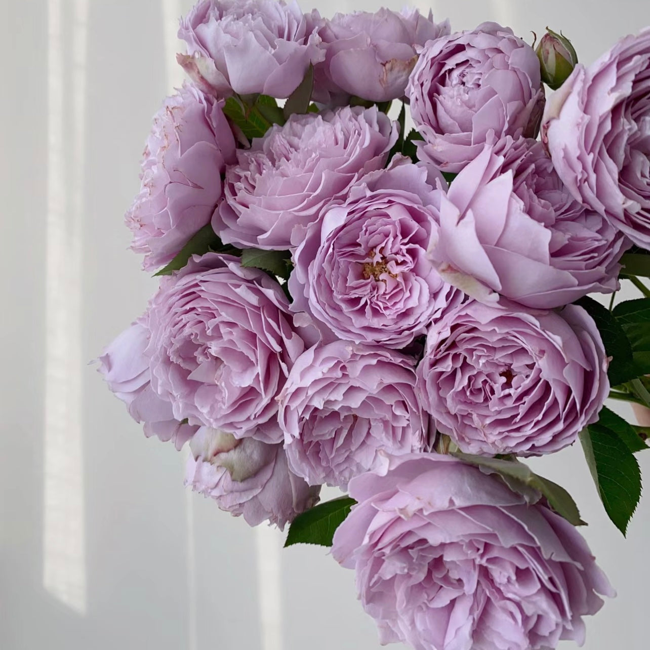 Kong Meng Rose - Kate Roses