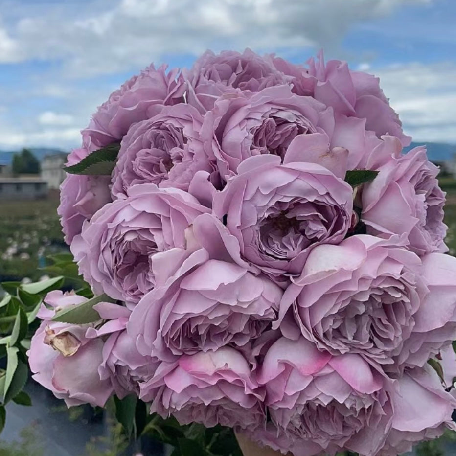 Kong Meng Rose - Kate Roses
