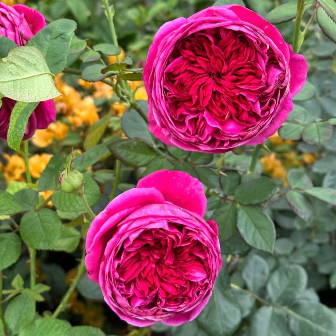 Yves Cantina Rose