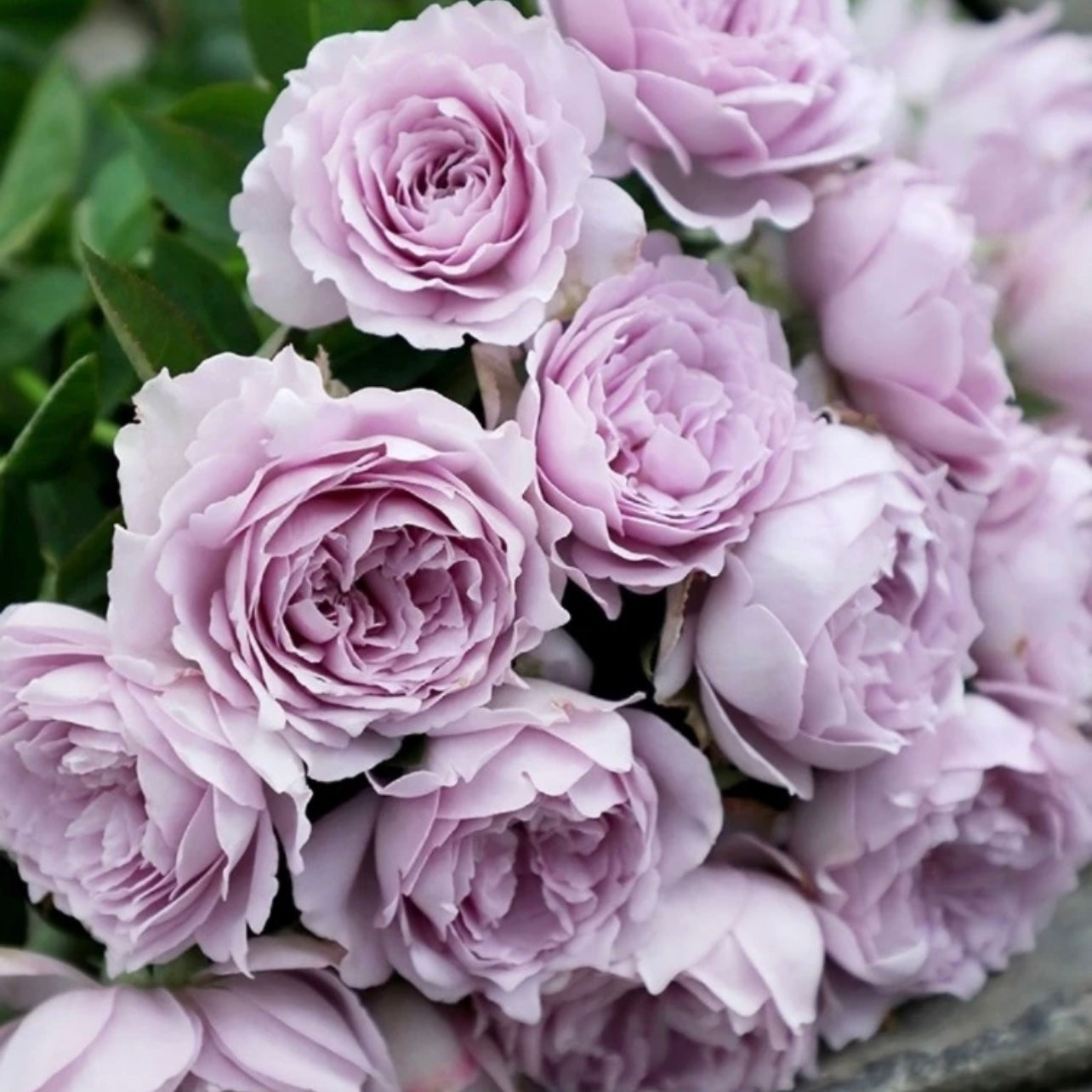 Kong Meng Rose - Kate Roses