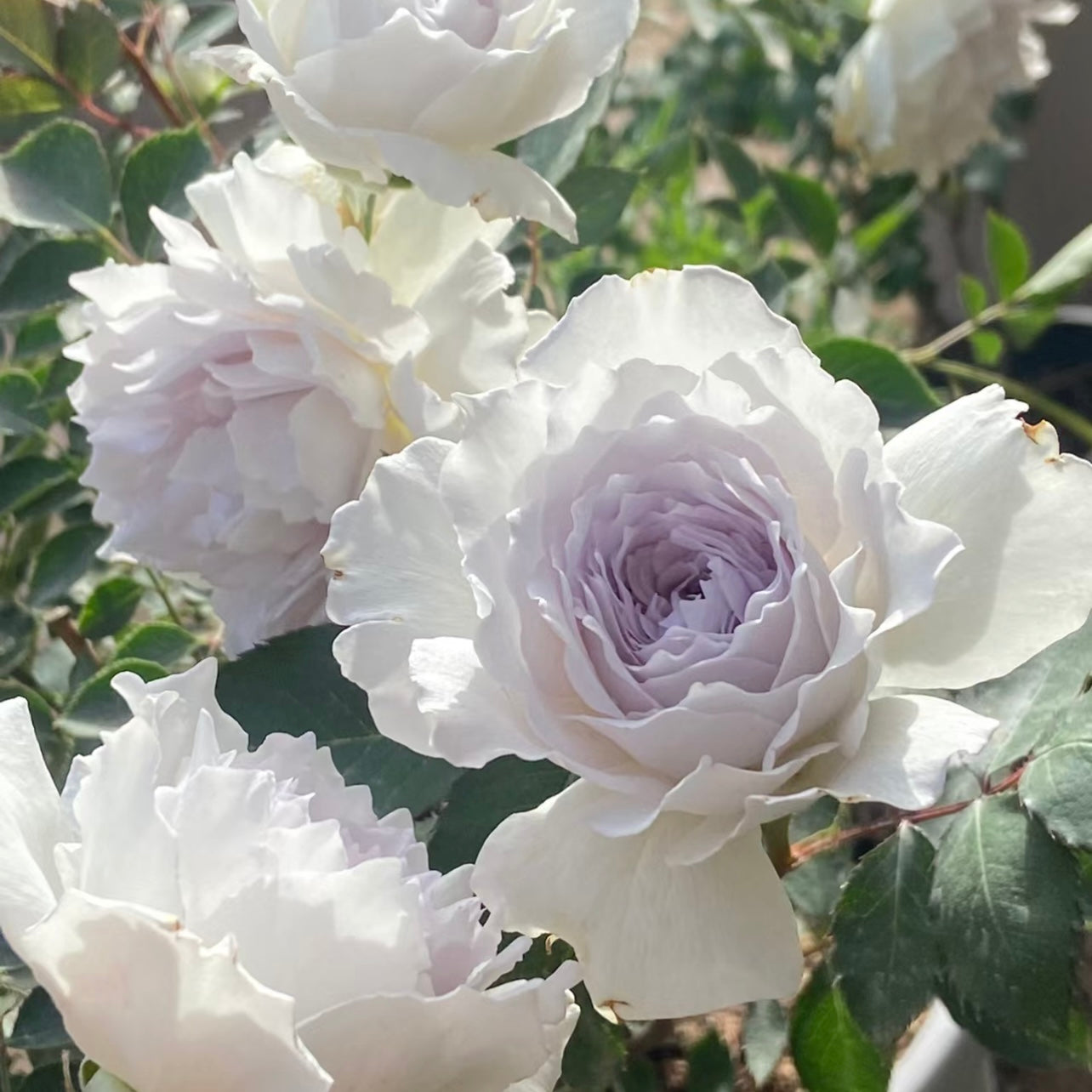 Gabriel Rose - Kate Roses